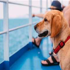 Navigating Pet Policies on Ferries: What You Need to Know for Ferry Travel